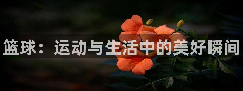 篮球：运动与生活中的美好瞬间