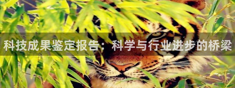 科技成果鉴定报告：科学与行业进步的桥梁