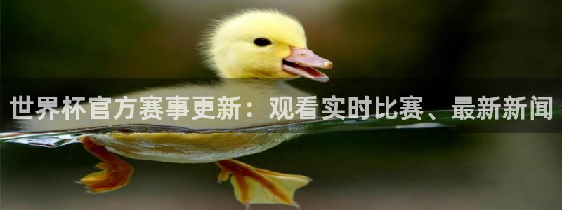 世界杯官方赛事更新：观看实时比赛、最新新闻